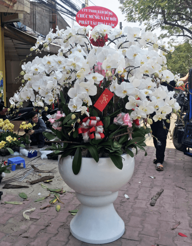 Shop Hoa Lan Hồ Điệp