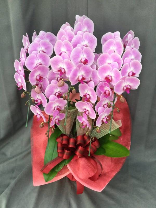 Shop Hoa Lan Hồ Điệp