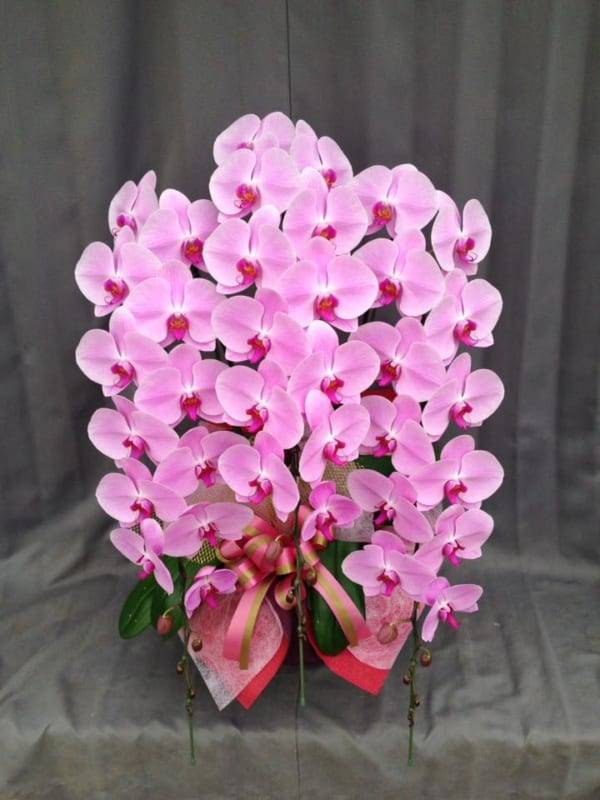 Shop Hoa Lan Hồ Điệp