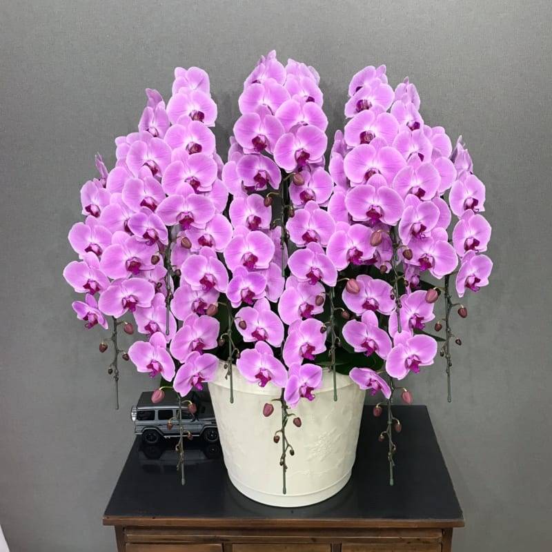 Shop Hoa Lan Hồ Điệp