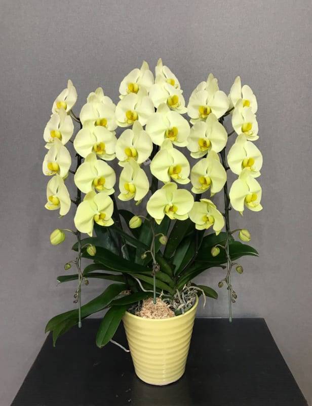 Shop Hoa Lan Hồ Điệp