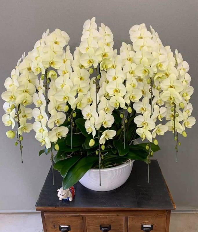 Shop Hoa Lan Hồ Điệp