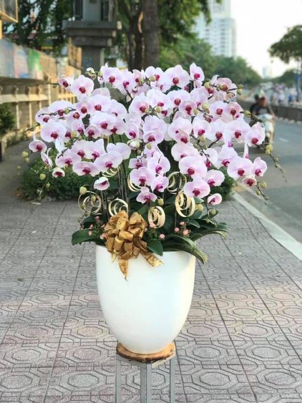 Shop Hoa Lan Hồ Điệp