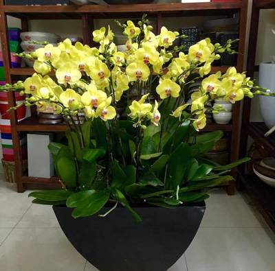 Shop Hoa Lan Hồ Điệp