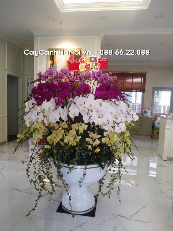 Shop Hoa Lan Hồ Điệp