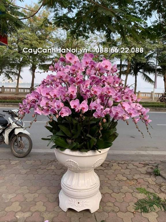 Shop Hoa Lan Hồ Điệp