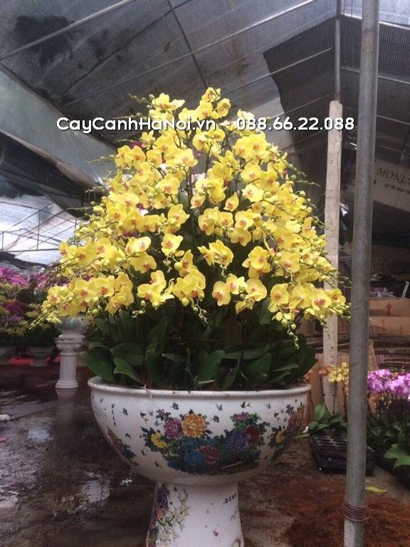 Shop Hoa Lan Hồ Điệp