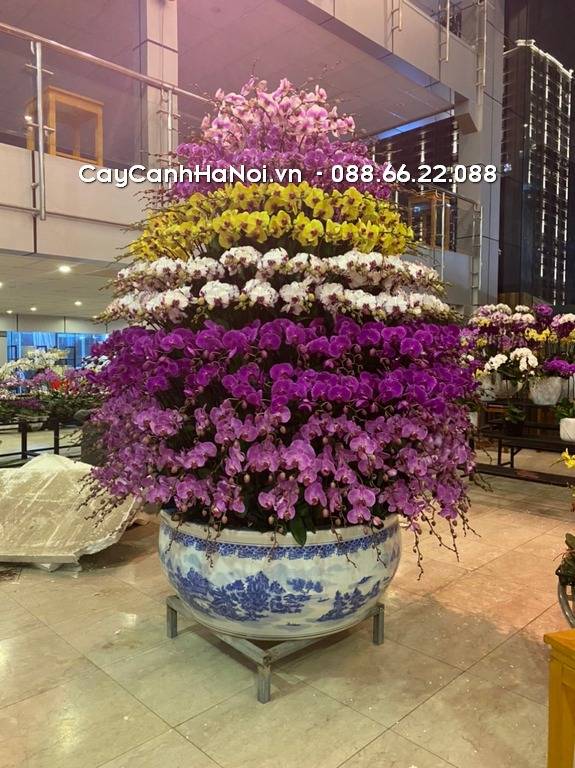 Shop Hoa Lan Hồ Điệp