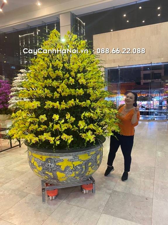 Shop Hoa Lan Hồ Điệp