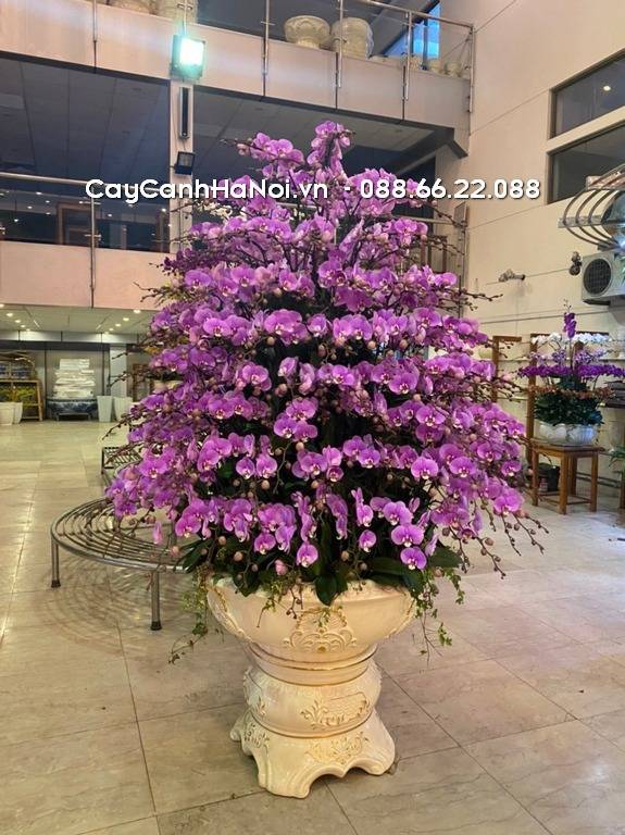 Shop Hoa Lan Hồ Điệp