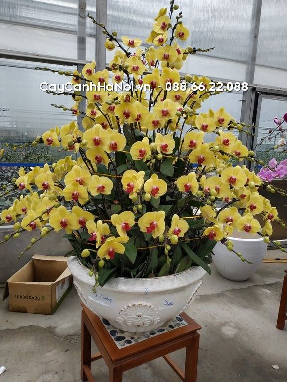 Shop Hoa Lan Hồ Điệp