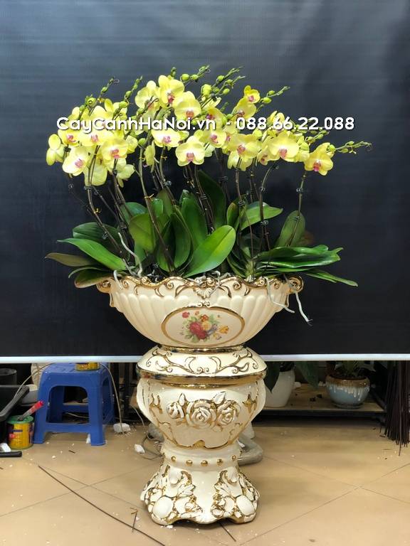 Shop Hoa Lan Hồ Điệp