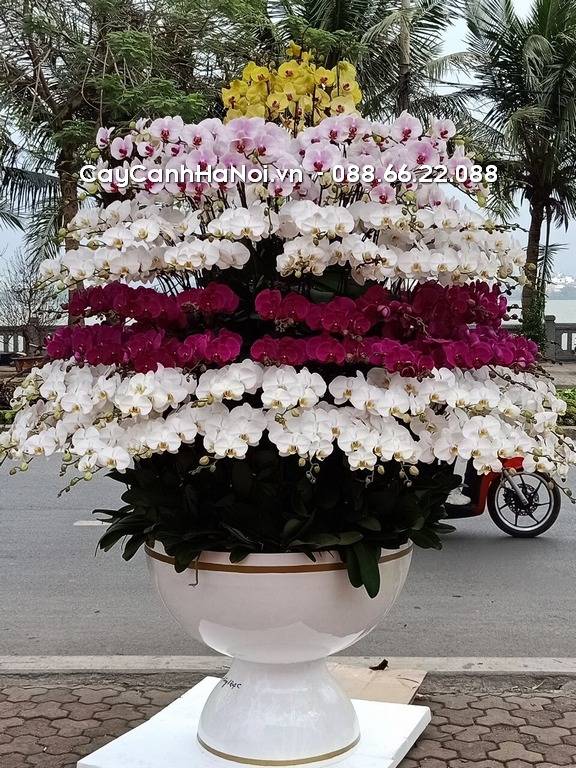 Shop Hoa Lan Hồ Điệp