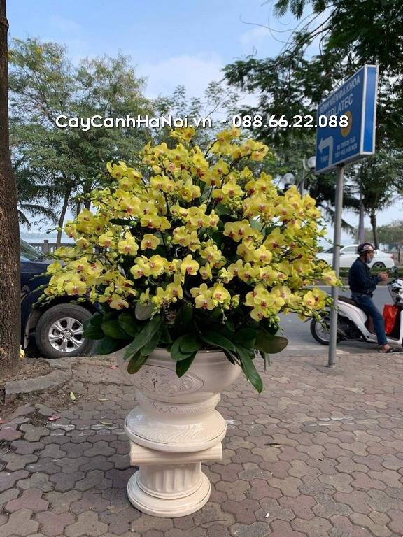 Shop Hoa Lan Hồ Điệp