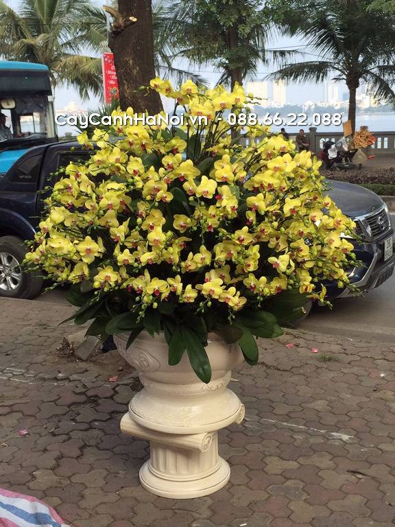 Shop Hoa Lan Hồ Điệp