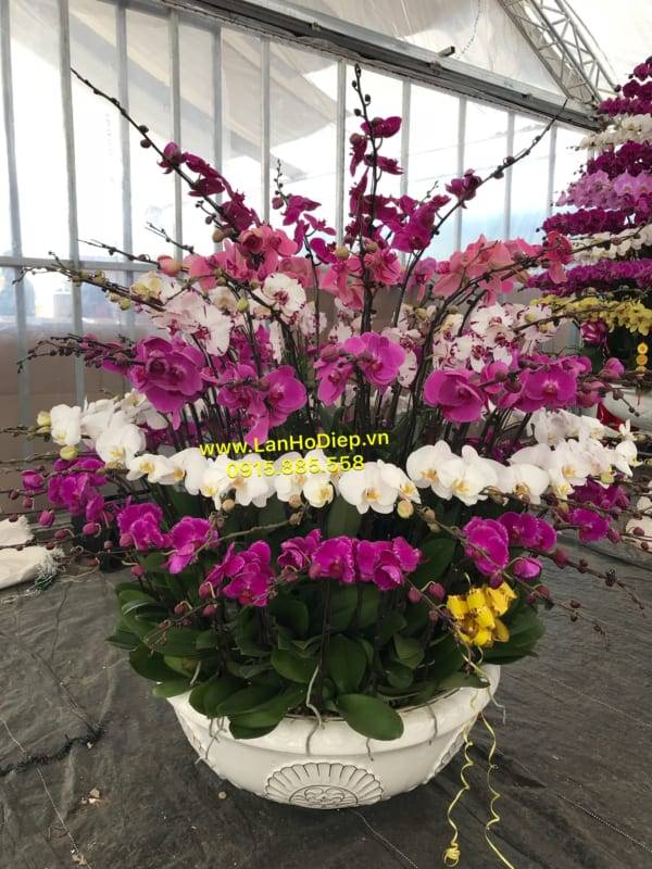 Shop Hoa Lan Hồ Điệp