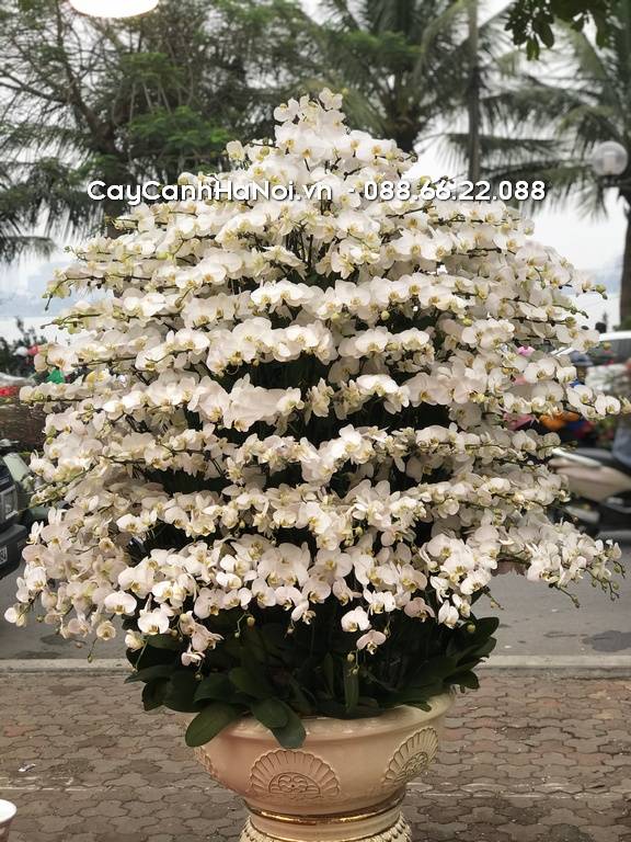 Shop Hoa Lan Hồ Điệp