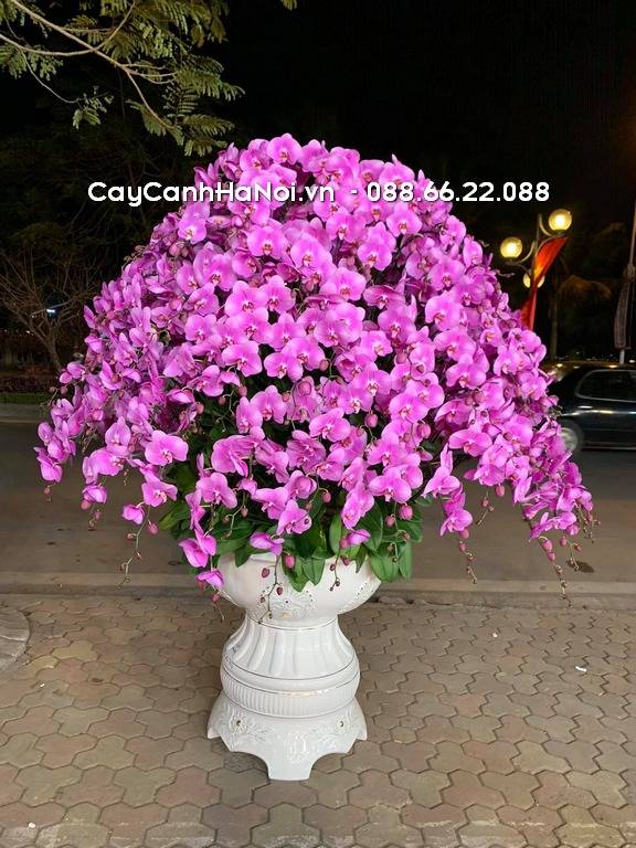 Shop Hoa Lan Hồ Điệp