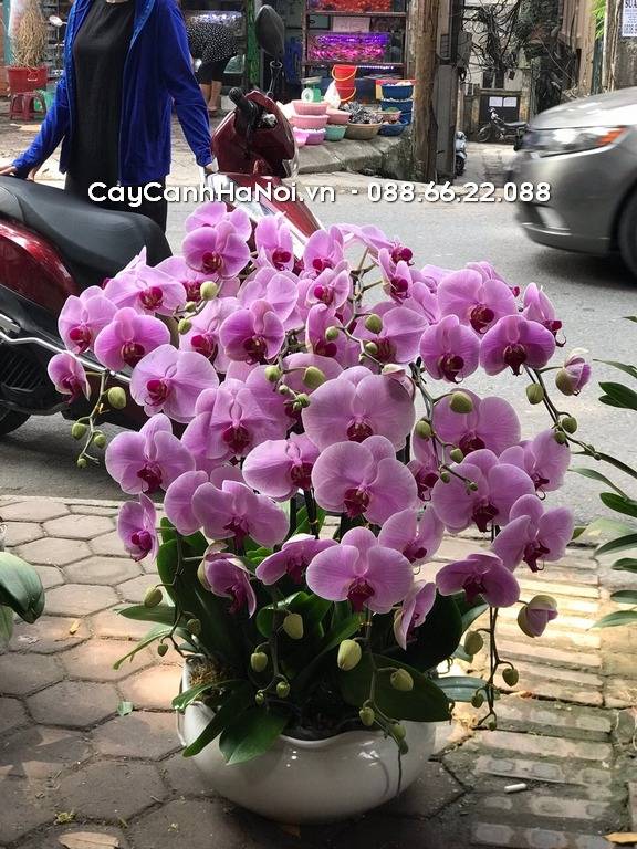 Shop Hoa Lan Hồ Điệp