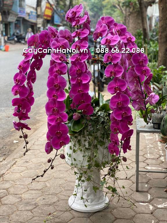 Shop Hoa Lan Hồ Điệp