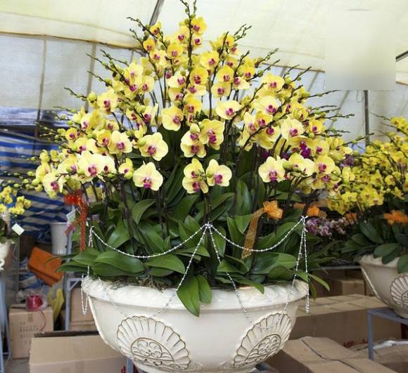 Shop Hoa Lan Hồ Điệp