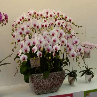 Shop Hoa Lan Hồ Điệp