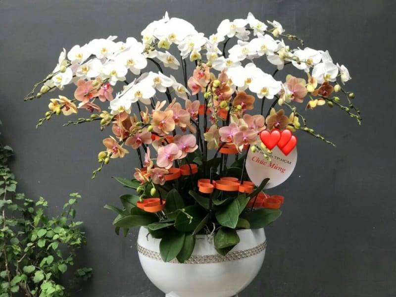 Shop Hoa Lan Hồ Điệp