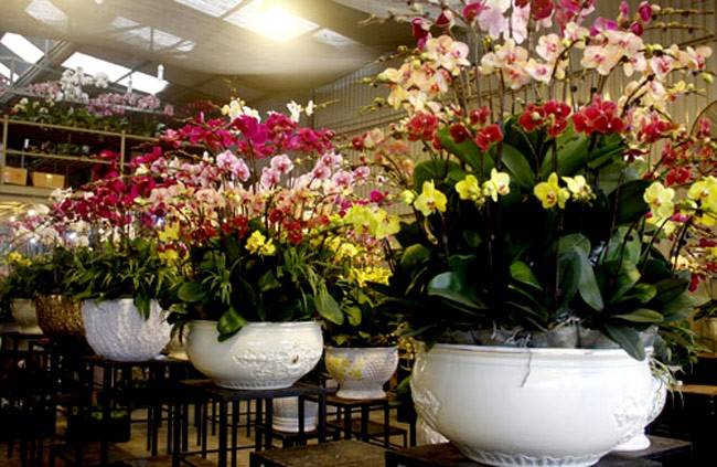 Shop Hoa Lan Hồ Điệp