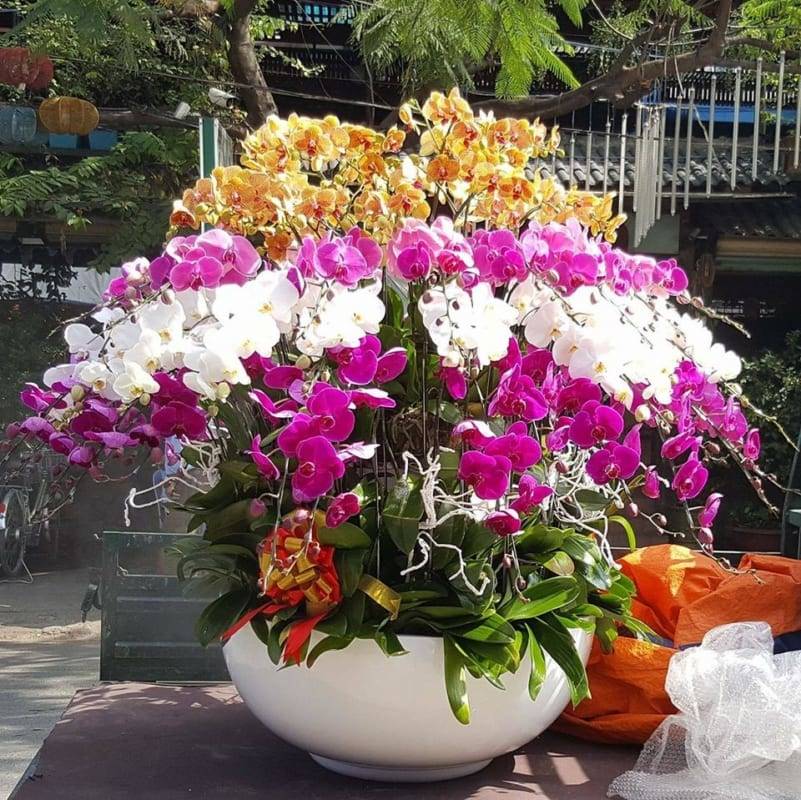 Shop Hoa Lan Hồ Điệp