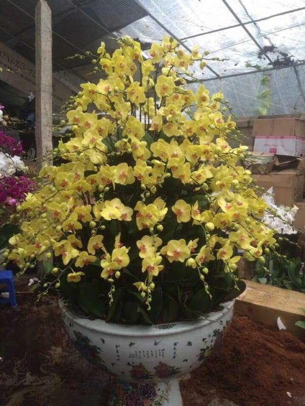 Shop Hoa Lan Hồ Điệp