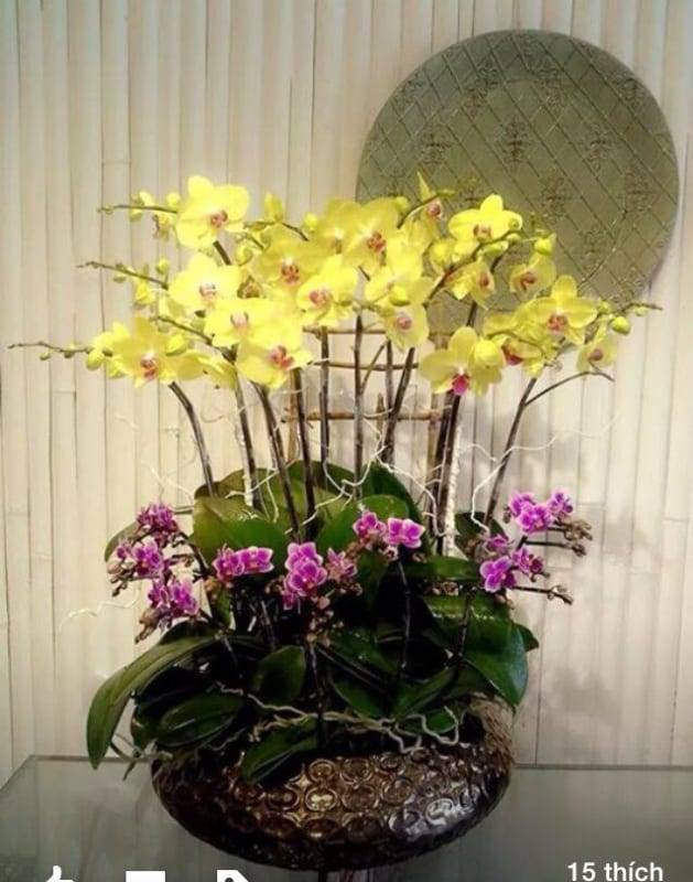 Shop Hoa Lan Hồ Điệp