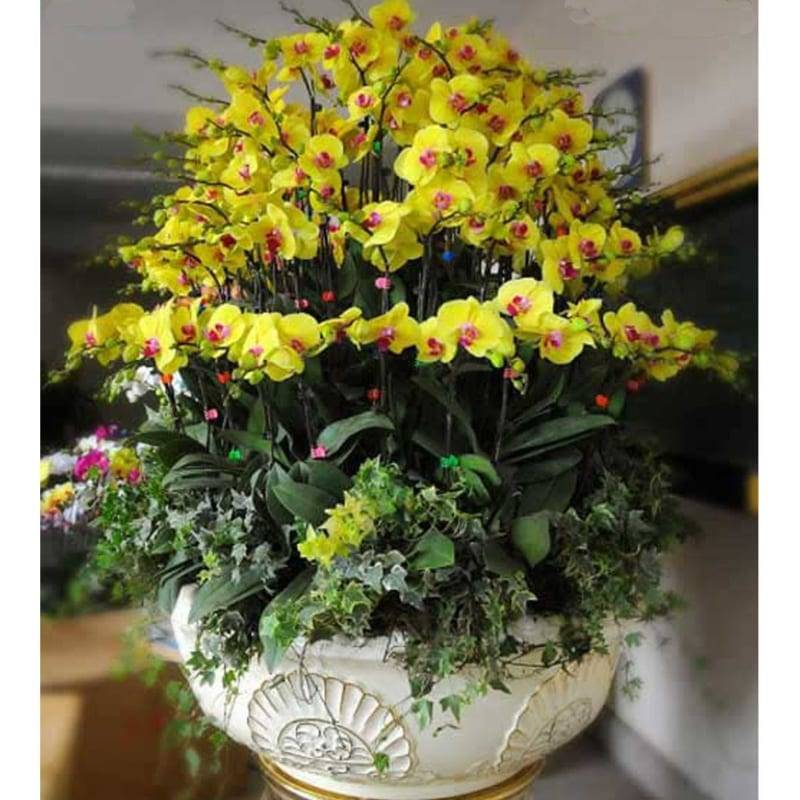 Shop Hoa Lan Hồ Điệp