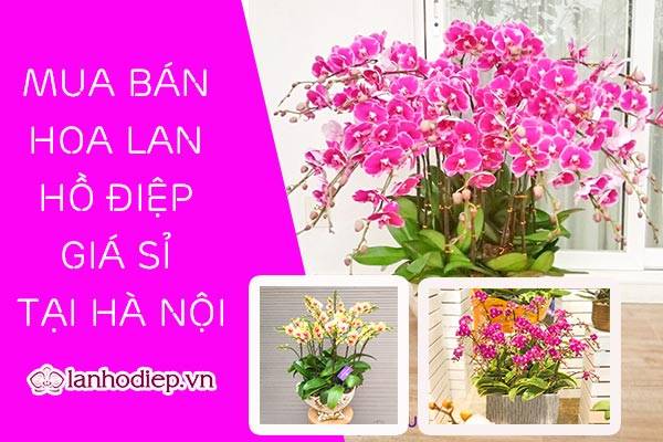 Mua bán hoa lan hồ điệp giá rẻ tại Hà Nội