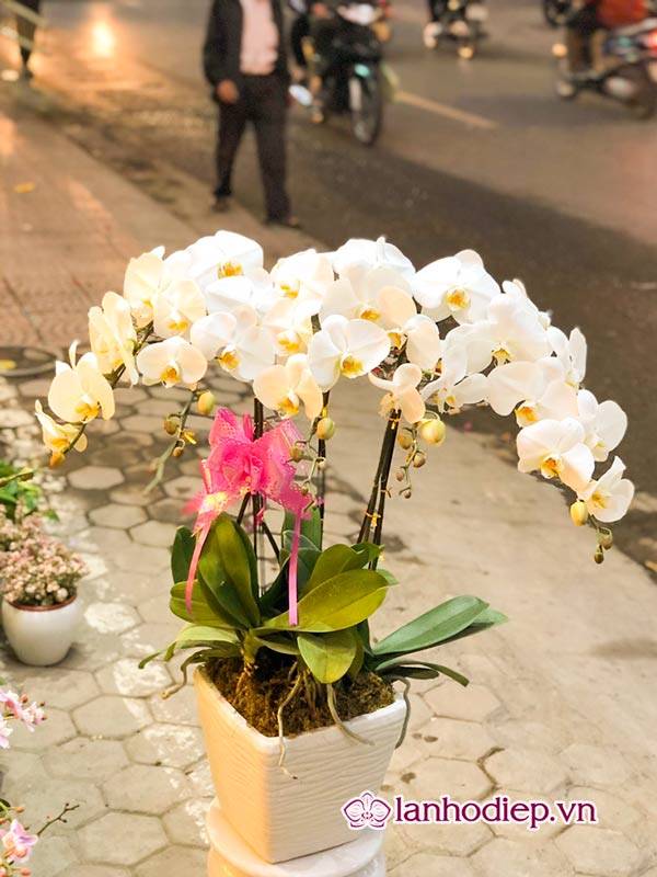 Mua hoa lan hồ điệp tại Hà Nội