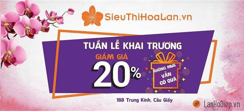 Shop Hoa Lan Hồ Điệp