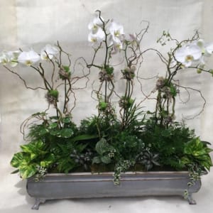 Bạn Có Thể Lựa Chọn Nhiều Mẫu Thiết Kế Hoa Lan Hồ Điệp Bonsai Khác Nhau