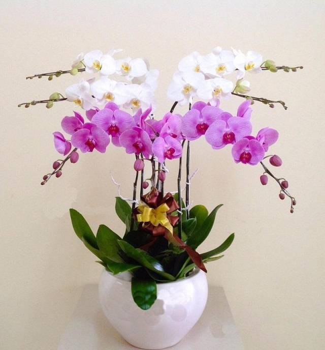 Shop Hoa Lan Hồ Điệp