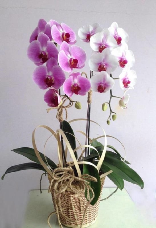 Shop Hoa Lan Hồ Điệp