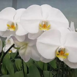 Bông hoa lan hồ điệp xuất khẩu có kích thước to, cánh dày và rất đẹp