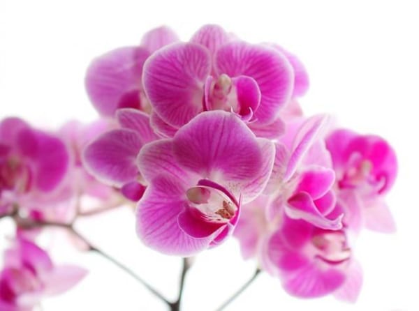 Bông Hoa Lan Màu Tím Mang Vẻ Đẹp Dịu Dàng Và Tinh Tế