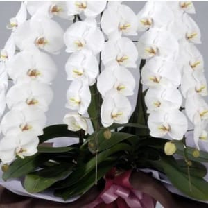 Bông Lan Hồ Điệp Màu Trắng Nở To Và Đẹp