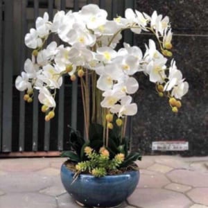 Cần chăm sóc chậu lan thật tốt để chúng tươi lâu