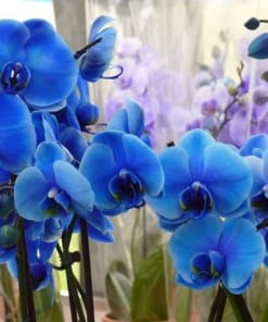 Cành hoa lan hồ điệp màu xanh dương với màu sắc vô cùng đẹp mắt