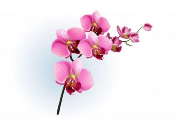 Cành Lan Hồ Điệp Hồng Ngọt Ngào Và Hạnh Phúc