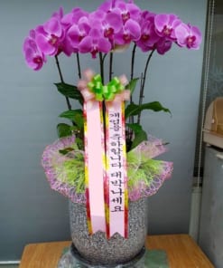 Chậu hoa lan hồ điệp Hàn Quốc 6 cành màu tím được nhiều người tìm mua