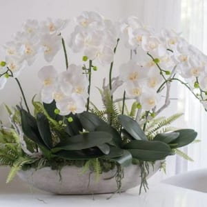 Chậu hoa lan hồ điệp bonsai 8 cành màu trắng tinh tế và sang trọng