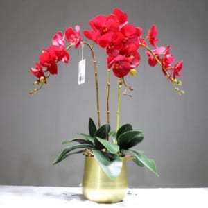 Chậu hoa lan hồ điệp đỏ 3 cành vô cùng nổi bật và ấn tượng