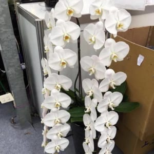 Chậu Hoa Lan Hồ Điệp Siêu Dài Nữ Hoàng Được Nhiều Người Săn Lùng