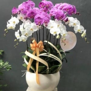 Chậu hoa lan hồ điệp tân gia được thiết kế với mẫu khác vẫn có ý nghĩa tương tự