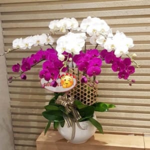 Chậu Hoa Lan Hồ Điệp Theo Yêu Cầu 9 Cành Màu Trắng Tím Vô Cùng Sang Trọng, Đẹp Mắt